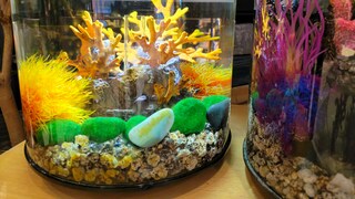 Ein Nano-Aquarium mit Korallen
