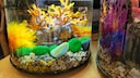 Ein Nano-Aquarium mit Korallen