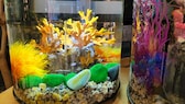 Ein Nano-Aquarium mit Korallen