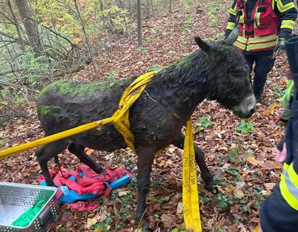 Esel von Feuerwehr aus Teich gerettet PETBOOK