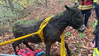 Esel Fritz aus dem Teich gerettet