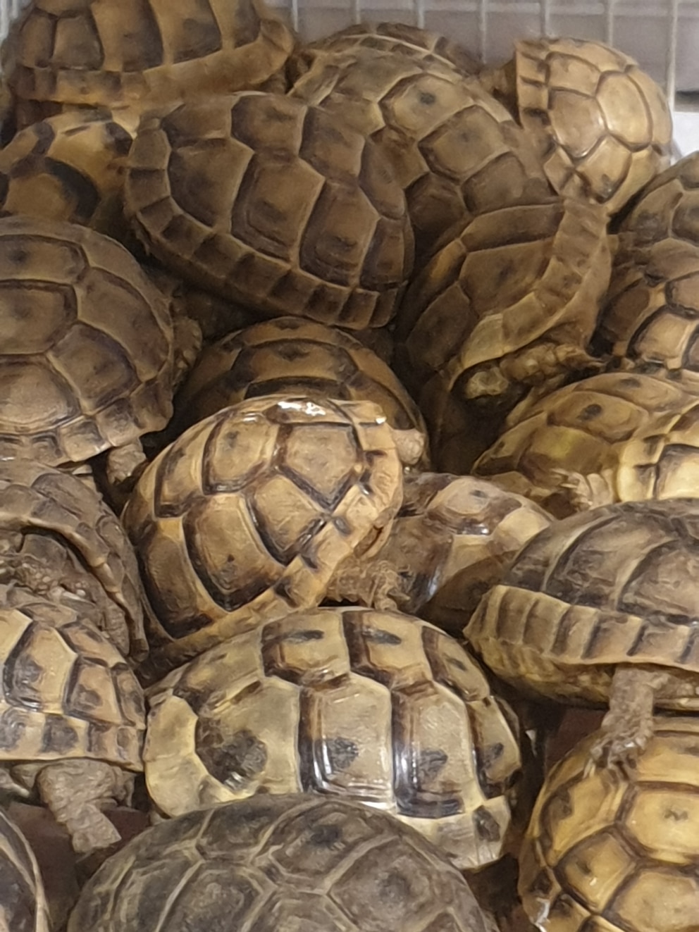 Übereinander gestapelte Schildkröten auf dem Souk Waqif in Katar