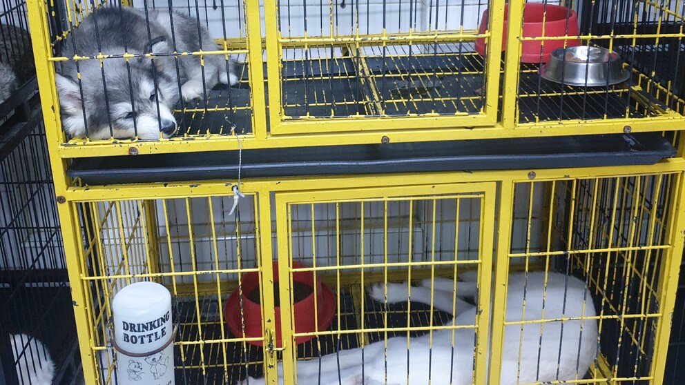 Zwei Welpen liegen völlig apathisch in einem doppeletagigem Käfig auf einem Haustiermarkt in Katar
