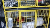 Zwei Welpen liegen völlig apathisch in einem doppeletagigem Käfig auf einem Haustiermarkt in Katar
