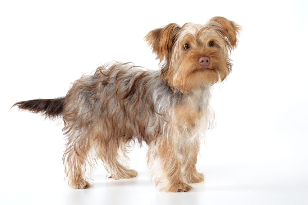 Hundemix aus Yorkshire Terrier und Pudel