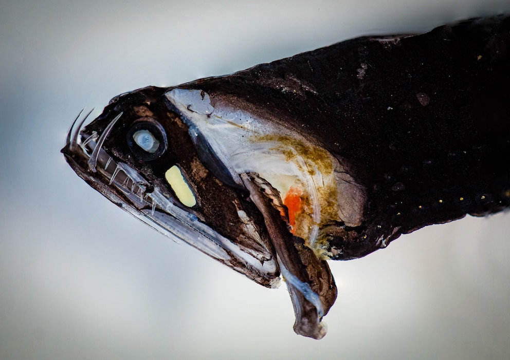 Barten-Drachenfisch gruseligste Tiefseefische