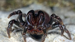 Tapezierspinne, Weibchen droht