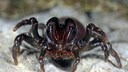 Tapezierspinne, Weibchen droht