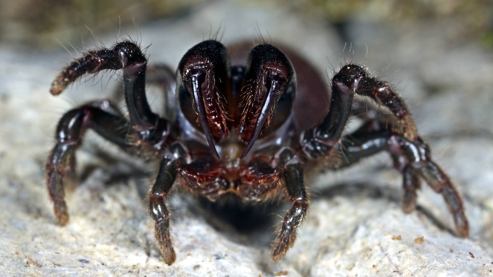 Tapezierspinne, Weibchen droht