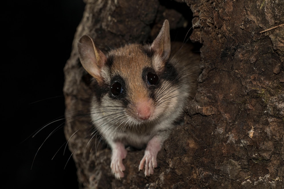 Gartenschlaefer schaut aus Baumhöhle