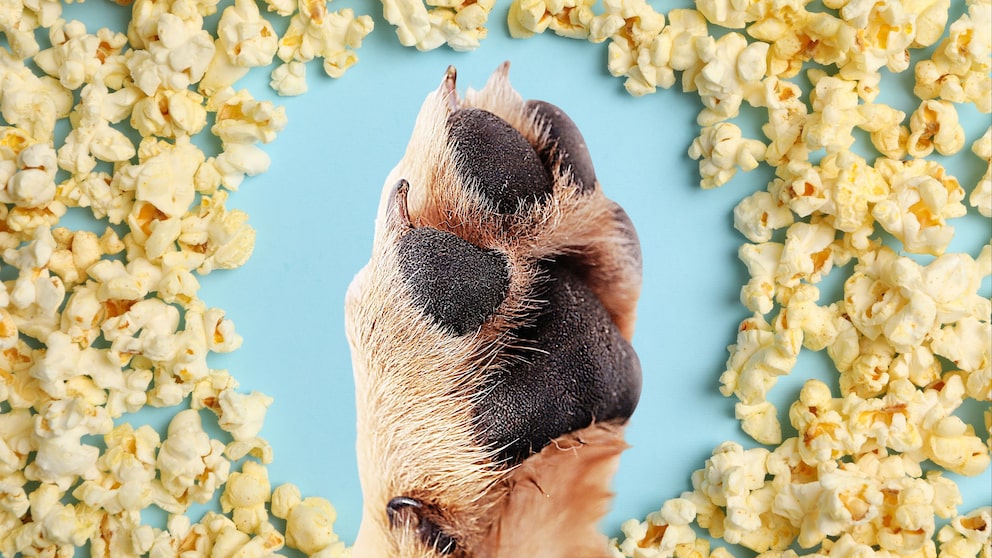 Hundepfote freigestellt vor Popcorn