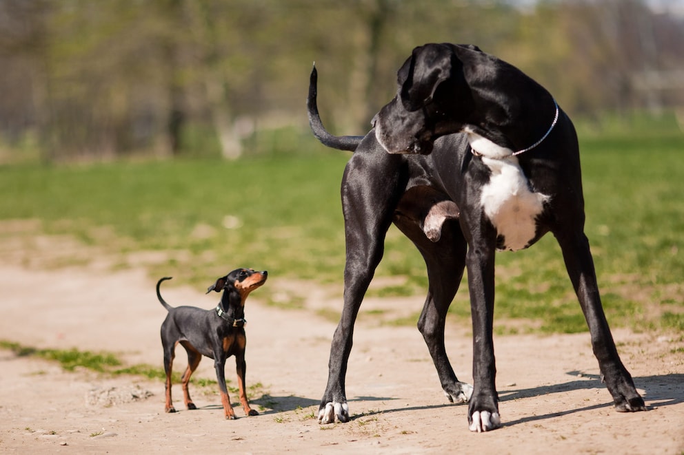Darum sterben große Hunde früher als kleine