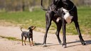 Kleine Hunde leben länger als große, hier eine Dogge und ein Zwergpinscher