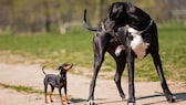Kleine Hunde leben länger als große, hier eine Dogge und ein Zwergpinscher
