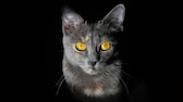 Porträt einer Katze in Dunkelheit
