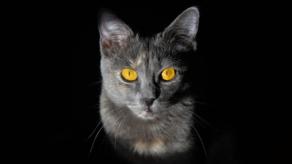 Warum Katzenaugen manchmal im Dunkeln leuchten - PETBOOK