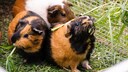 Drei Meerschweinchen m&uuml;mmeln Grasb&uuml;schel