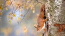 Eichhörnchen können Bäume rückwärts hochklettern