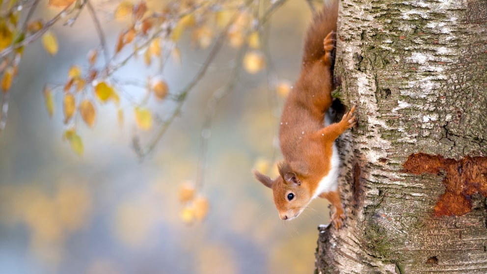 Eichhörnchen können Bäume rückwärts hochklettern