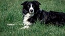 Entlaufener Hund bei der Polizei