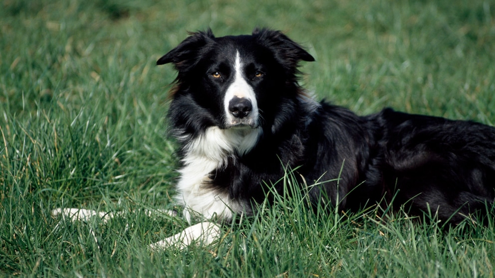 Entlaufener Hund bei der Polizei