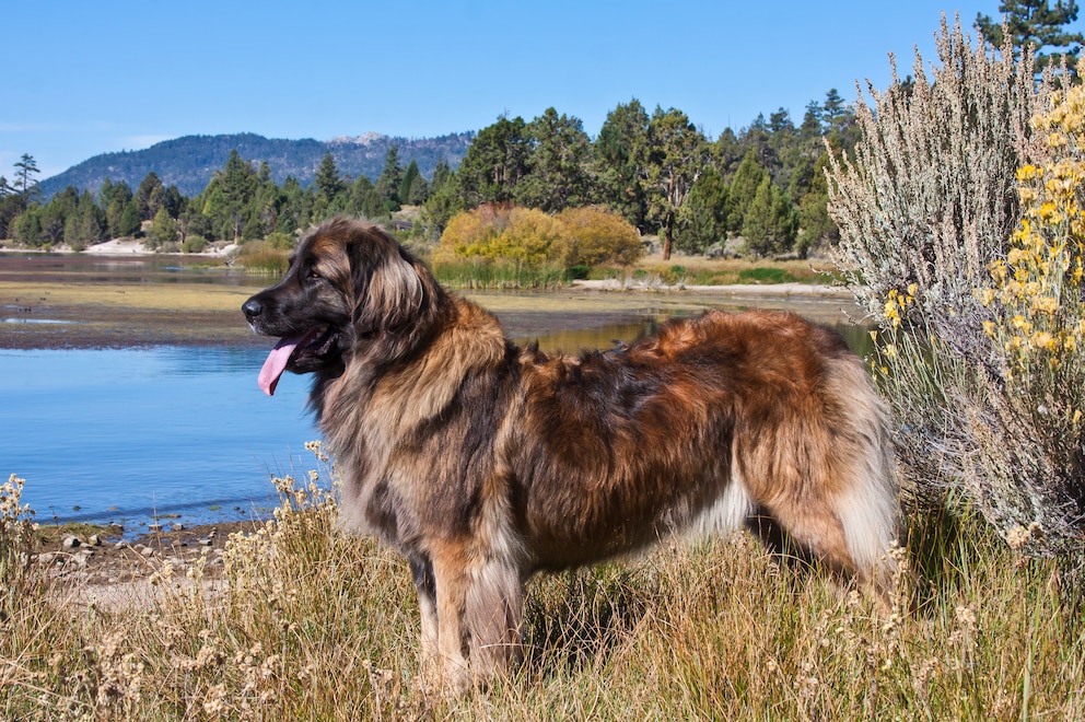 Der Leonberger gehört zu den größten Hunderassen der Welt