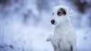 Hund sitzt im Schnee und hält Pfote hoch