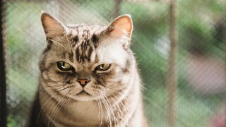 Eine Katze guckt genervt