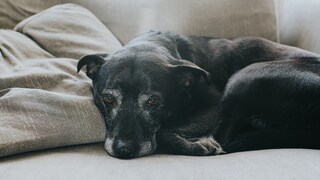 Alter, schwarzer Hund liegt auf einem Sofa