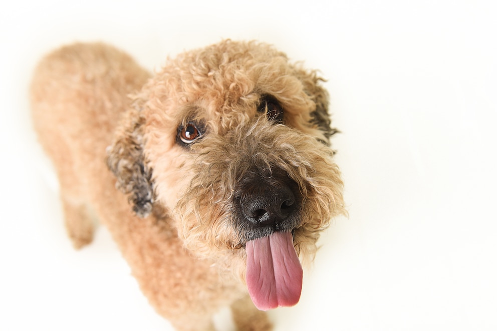 Der Whoodle ist eine Kreuzung aus Irish Soft-Coated Wheaten Terrier und Pudel, die kaum haart