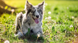 Border Collies sind besonders intelligente Hunde