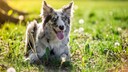 Border Collies sind besonders intelligente Hunde
