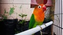 Liebesvogel im Käfig
