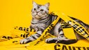 Eine Katze liegt auf einem Polizeiabsperrband