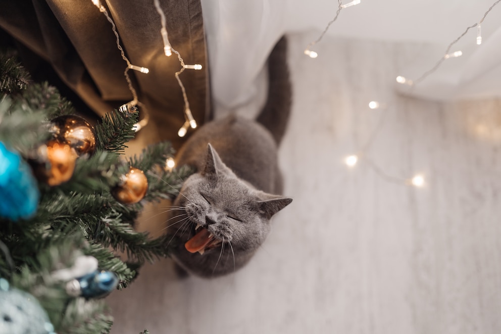 Katze sitzt neben Weihnachtsbaum und würgt