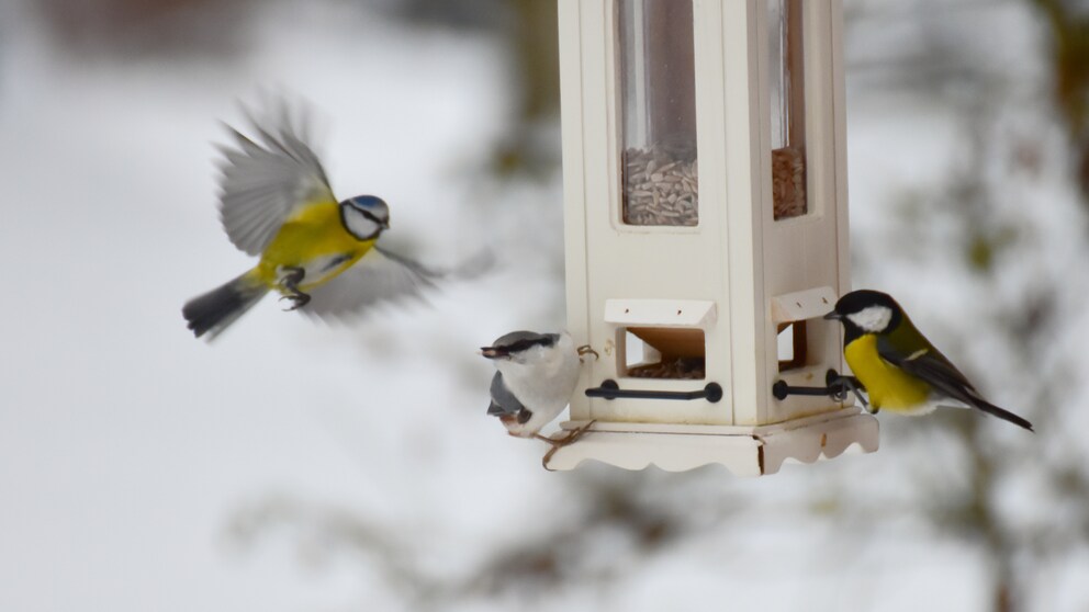 Vögel im Winter richtig füttern