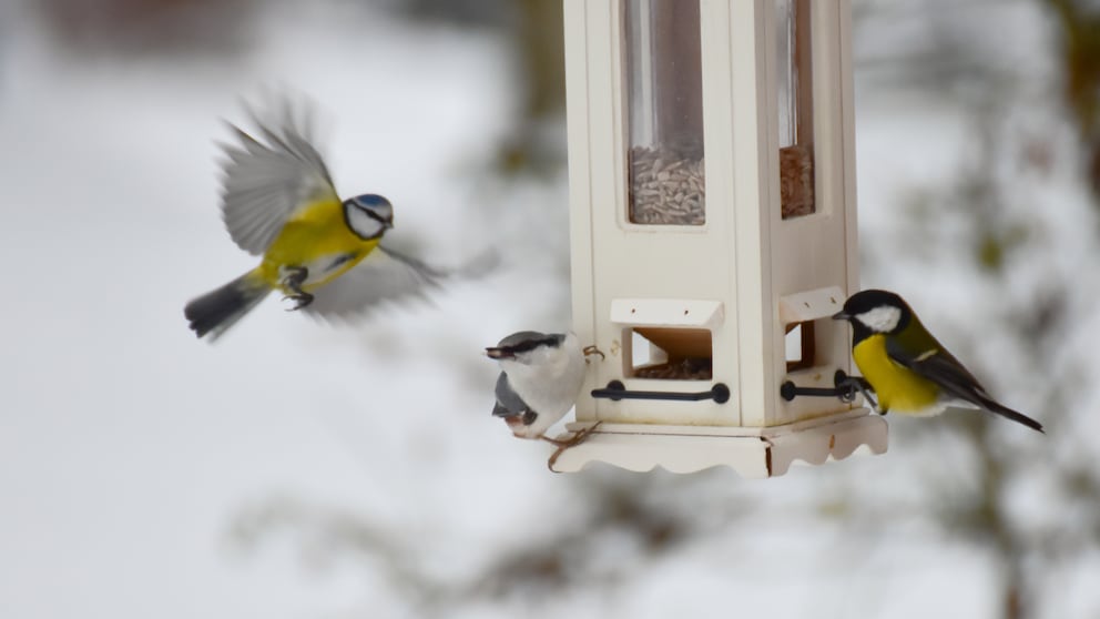 Vögel im Winter richtig füttern