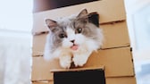 Eine Katze quetscht sich durch die Öffnung in einem Karton