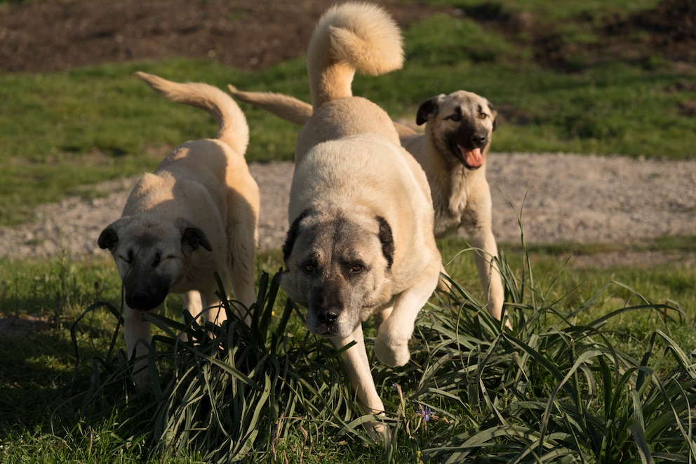 Eine der größten Hunderassen der Welt, der Kangal