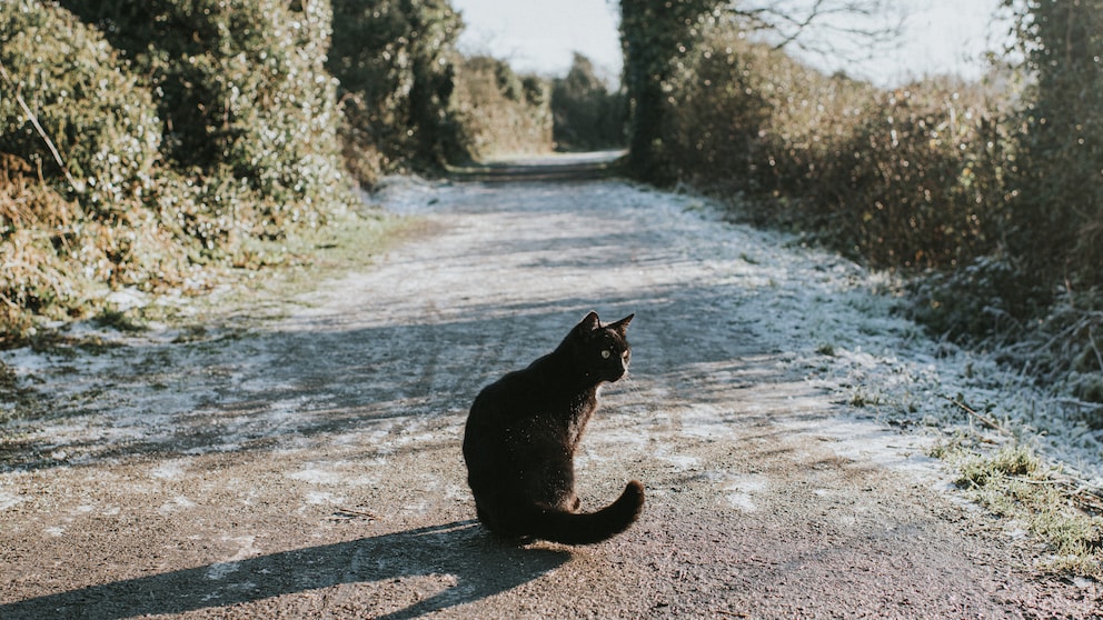 Freigänger Katzen im Winter