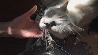 Katze schließt die Augen und wird am Kinn gestreichelt