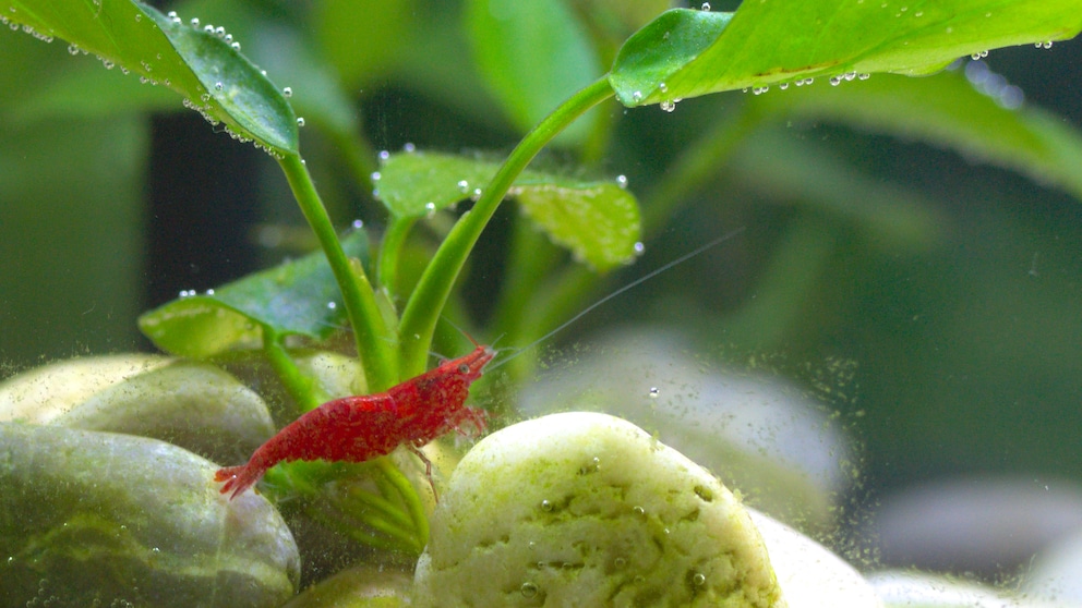 Eine Kirsch-Garnele schwimmt durch ein sich selbst versorgendes Aquarium