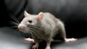 Aguti Ratte sitzt auf einem Ledersofa und streckt den Kopf neugierig nach vorn
