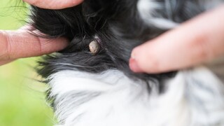 Borreliose Hund