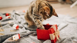 Weihnachtsgecshenke für Katzen