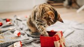 Weihnachtsgecshenke für Katzen