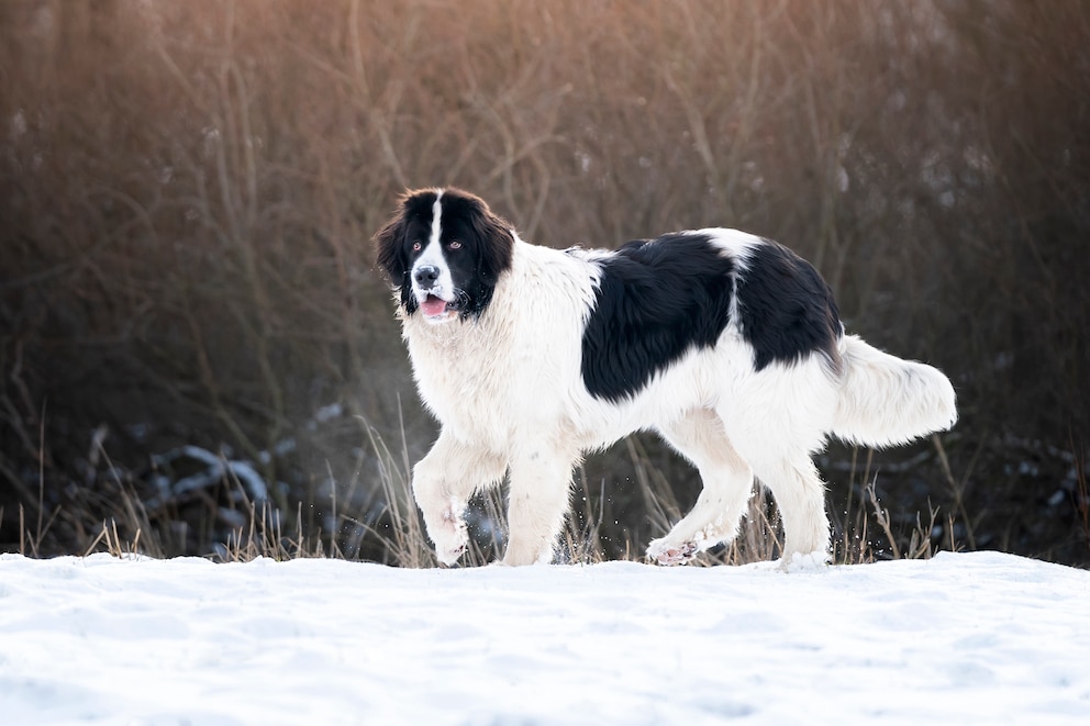 Landseer