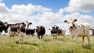 Milchkühe artgerecht halten auf der Weide