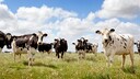 Milchk&uuml;he artgerecht halten auf der Weide
