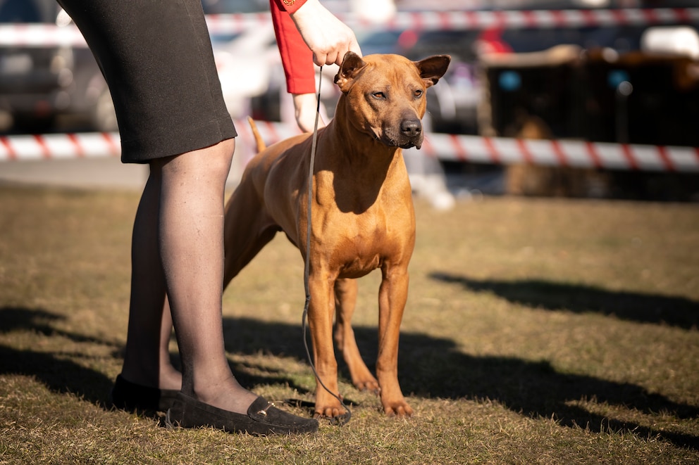 Thai Ridgeback, eine unbekannte Hunderasse